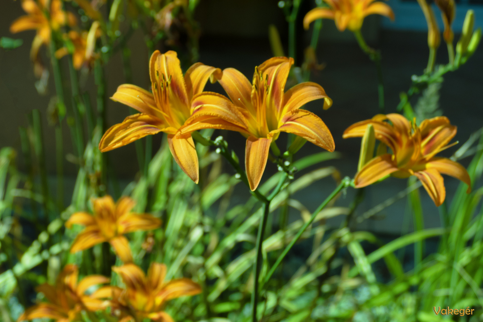 Lilium Abbevilles Pride