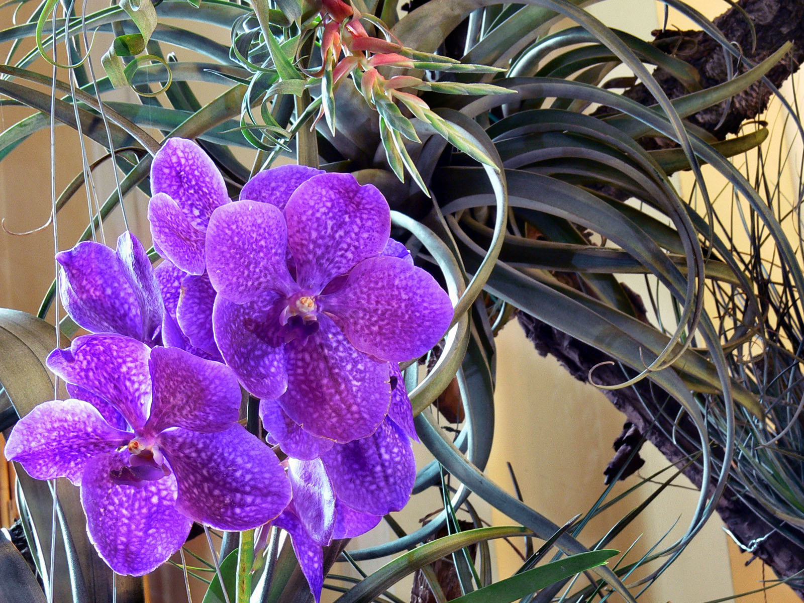 orchidea (vanda add)