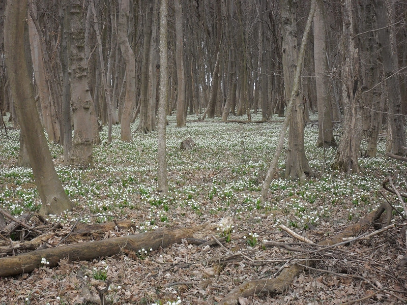 Dobogó-erdő