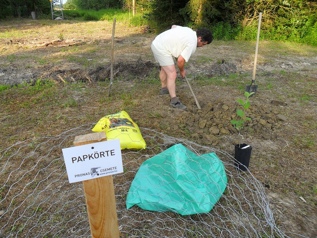 2012-06-23 ültetés befejezése