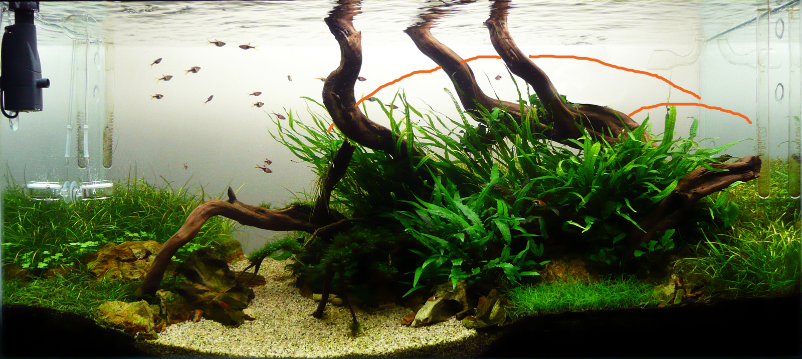 rotala v4