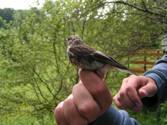 Örvös légykapó (Ficedula albicollis) fiatal