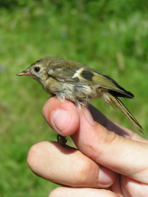 Sárgafejű királyka (Regulus regulus) fiatal