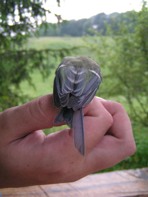 Széncinege (Parus major) hiányos farka