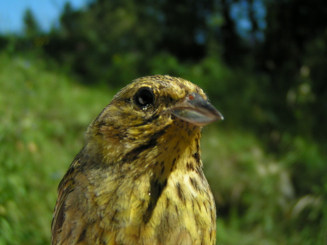 Citromsármány (Emberiza citrinella) portré