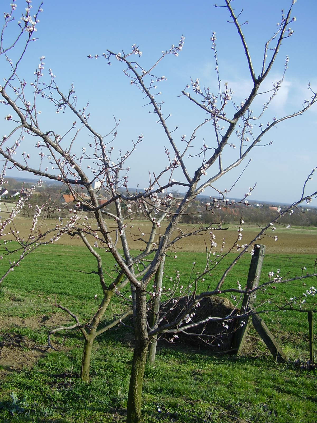 Ceglédi bíbor