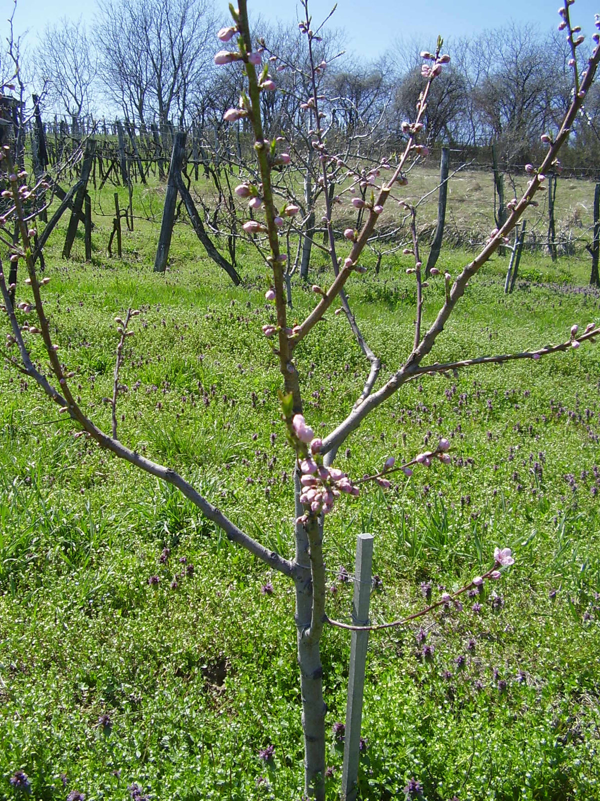 Sprig Lady