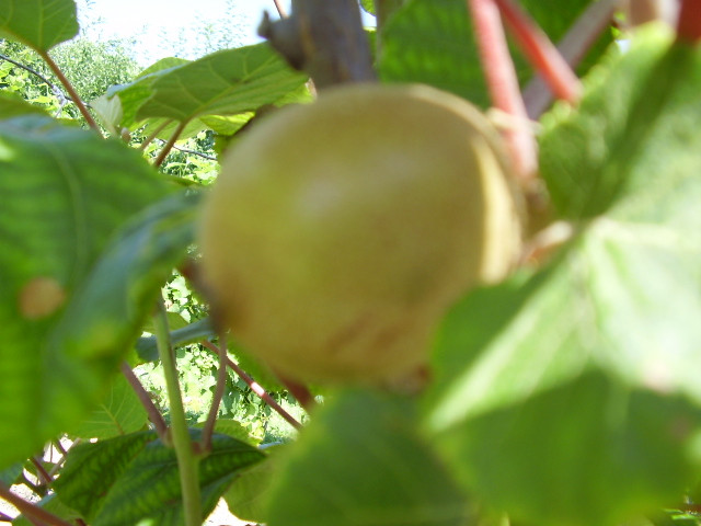 növekvő sárga kiwi