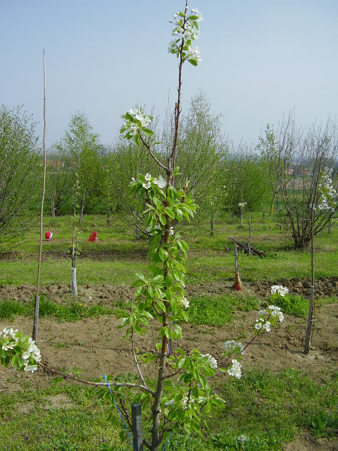 tavasz2/Mirandino rosso,a vill?t?l Aromata Bistrita