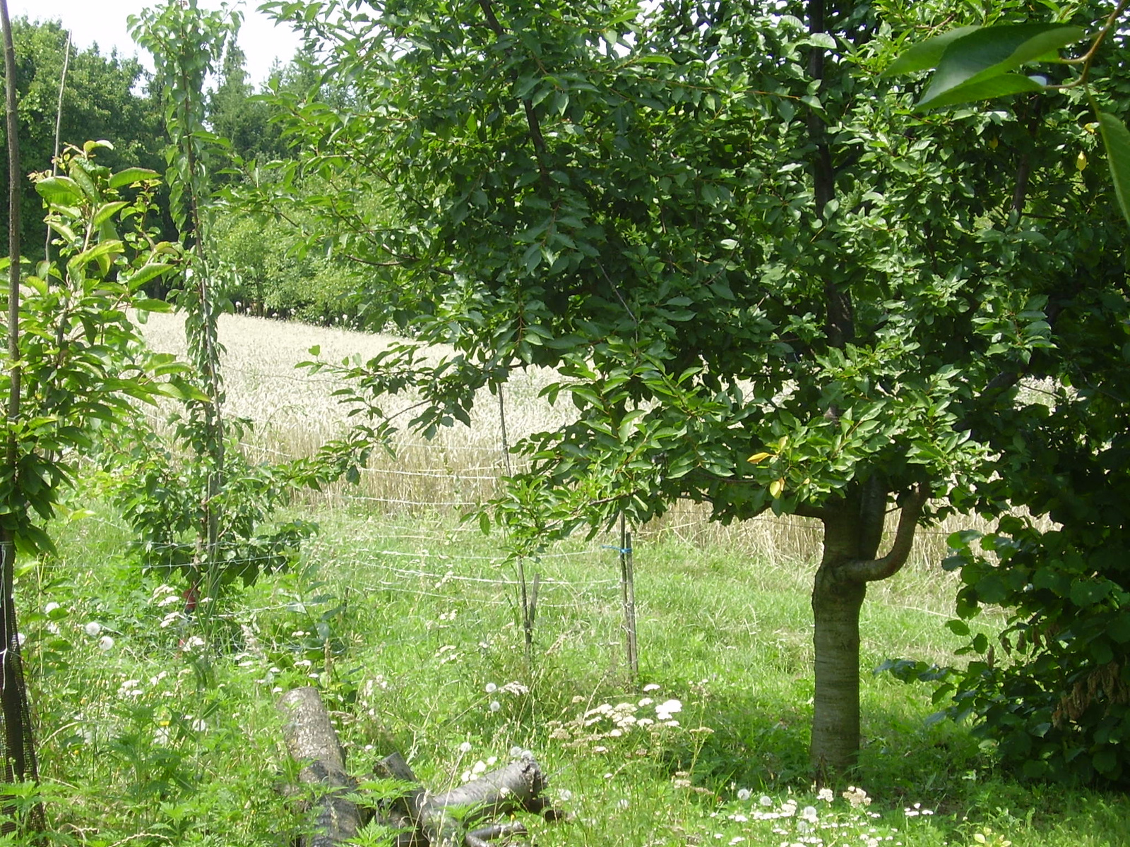 sweethart átülteve lesz... a angy érdi jubileum meg ..stihl