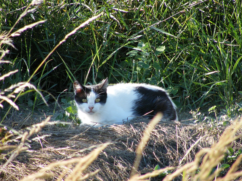 Cica ül a fűben.