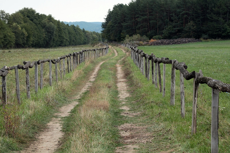 Börzsönyi Indafotóséta (130)