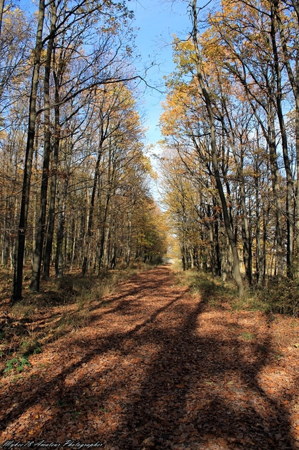 Indafotósétákok a Pilisben (224)