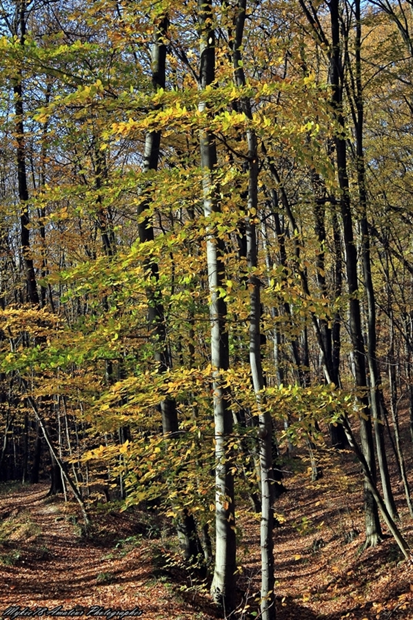 Indafotósétákok a Pilisben (273)