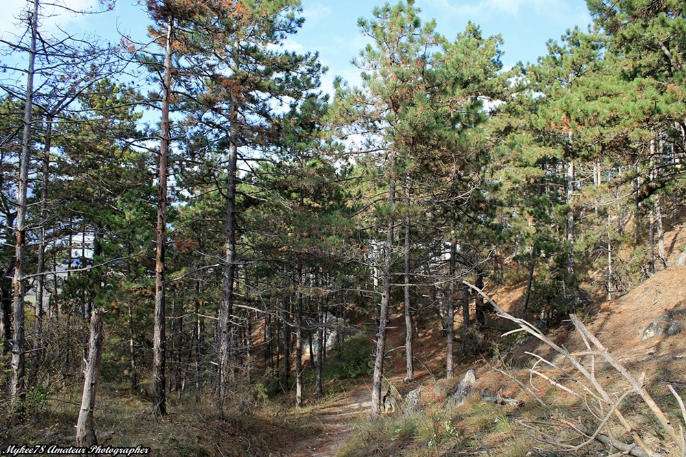 Fotósétákok a Budai hegyekben (151)