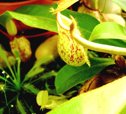 Nepenthes 002