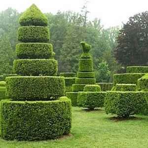 buxus11