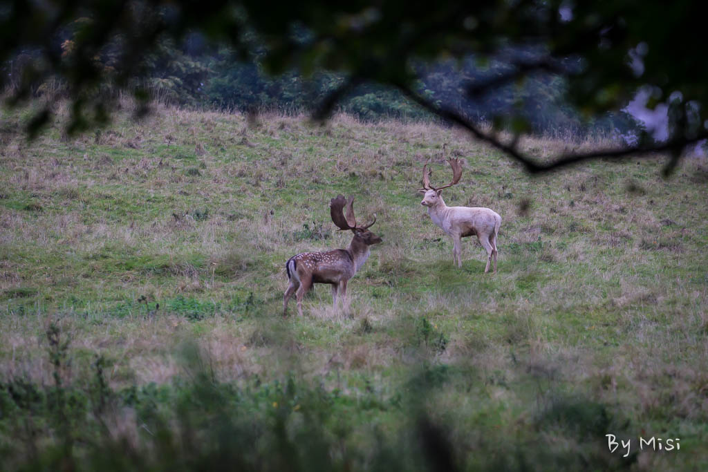 Charlecote deer-13