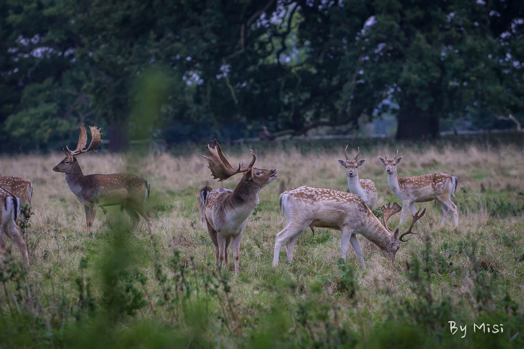 Charlecote deer-8