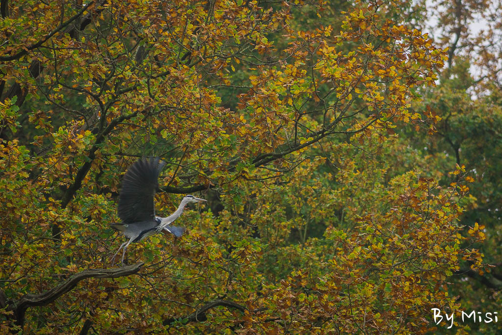 Bradgate park-14