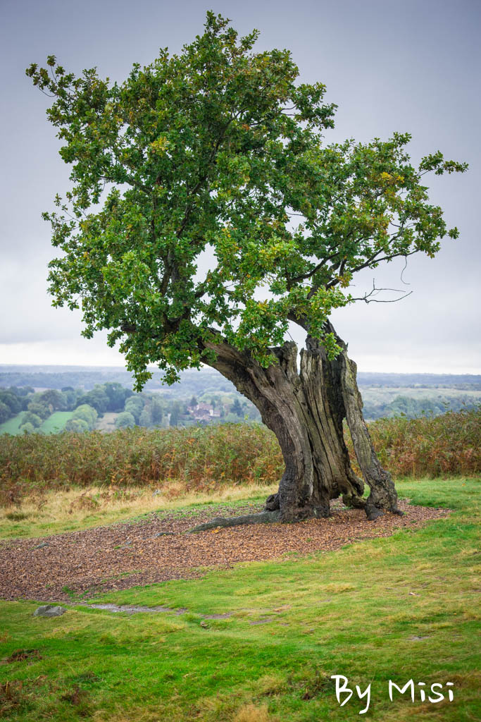 JPS Bradgate-4