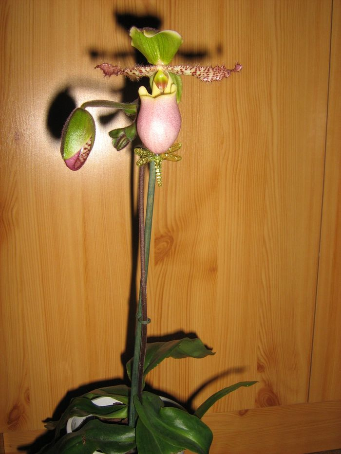 Paphiopedilum 'liemianum'