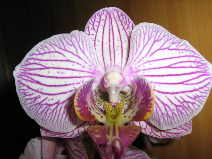 Phalaenopsis 'Malibu Bistro'