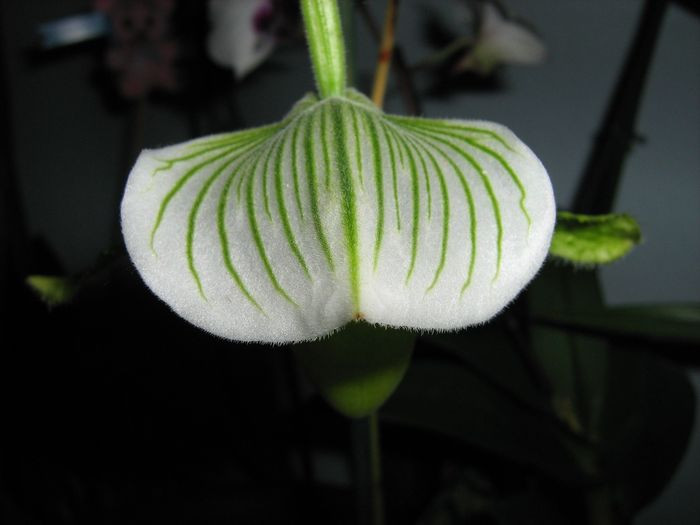 Paphiopedilum Maudiae 'The Queen'