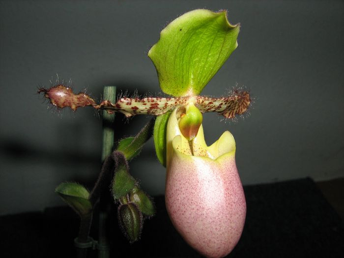 Paphiopedilum 'liemianum'