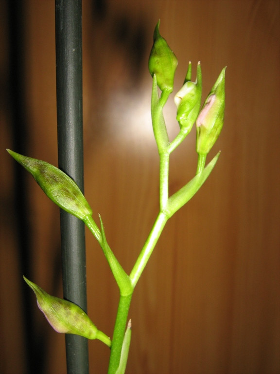 Odontoglossum 'Violetta von Holm'