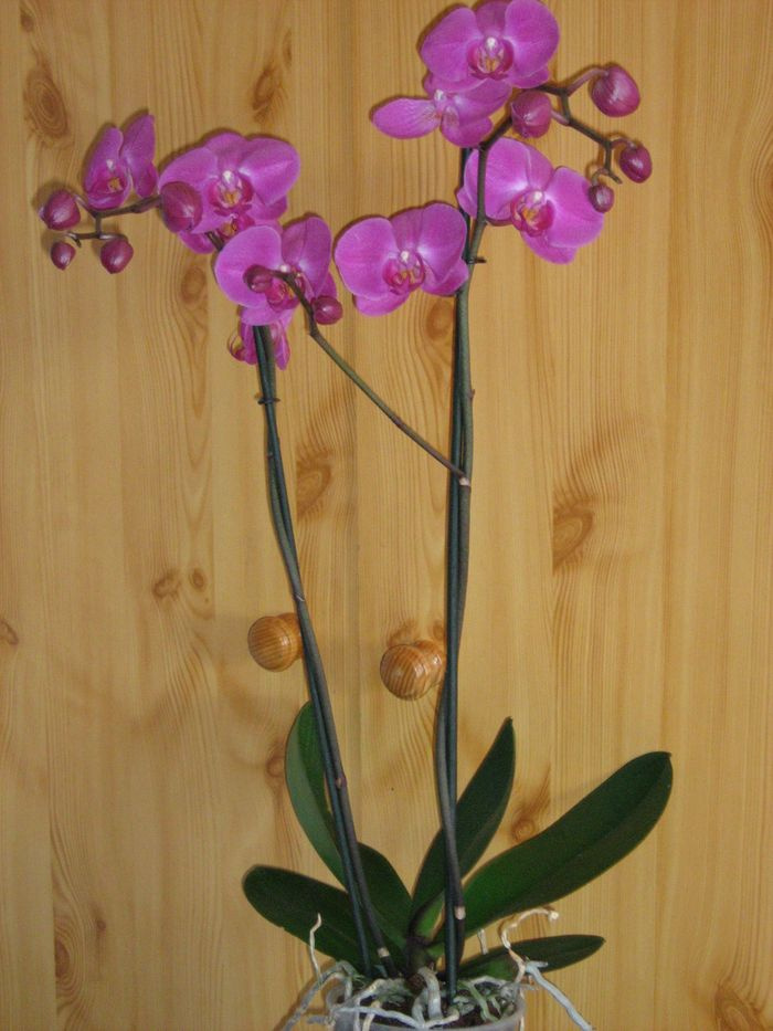 Phalaenopsis 'Atlantis'