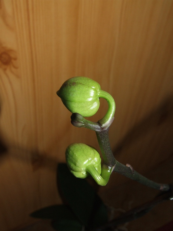 Phalaenopsis 'Brother Little Spotty' bimbók