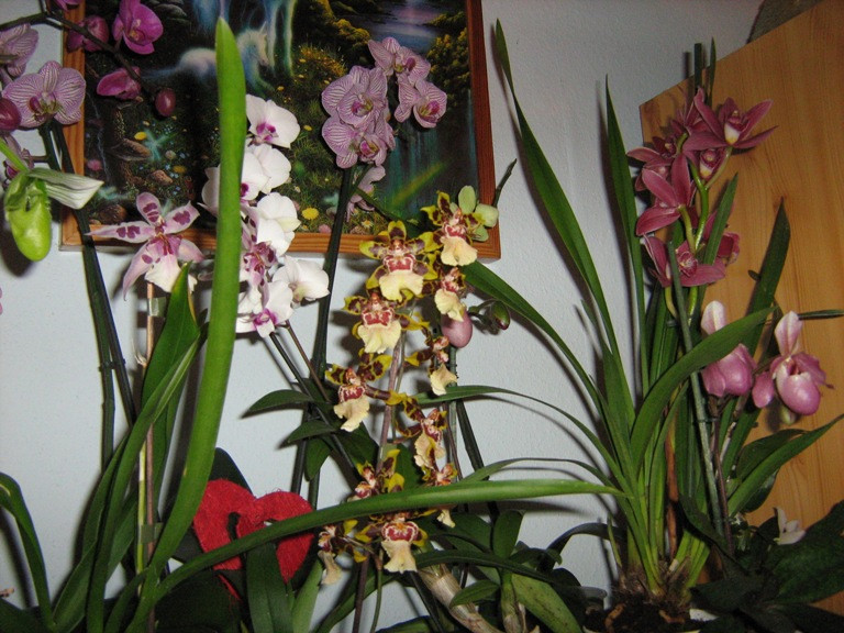 orchideáim...