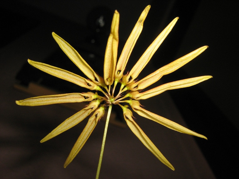 Bulbophyllum makoyanum