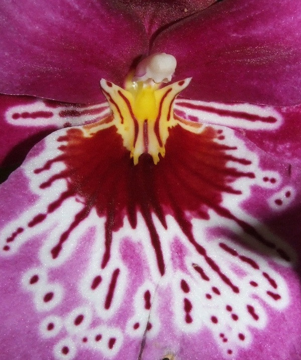 Miltonia Martin Orenstein 'Shirley P.'