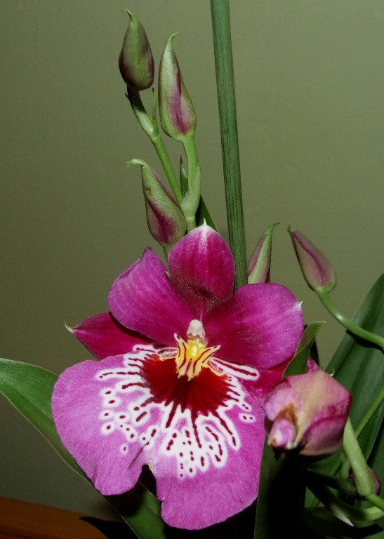 Miltonia Martin Orenstein 'Shirley P.'