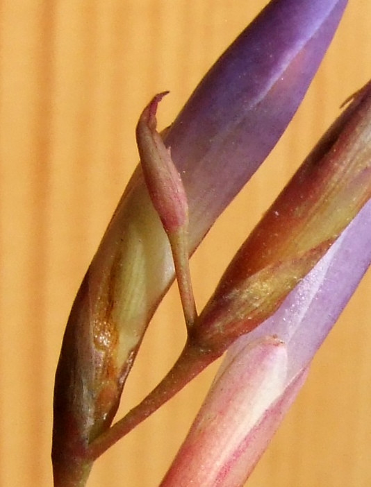 Tillandsia fuchsii 'gracilis'