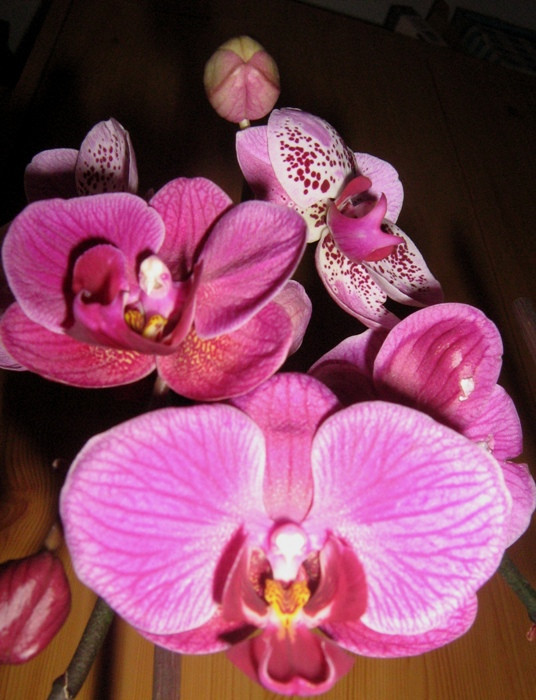 Phalaenopsis