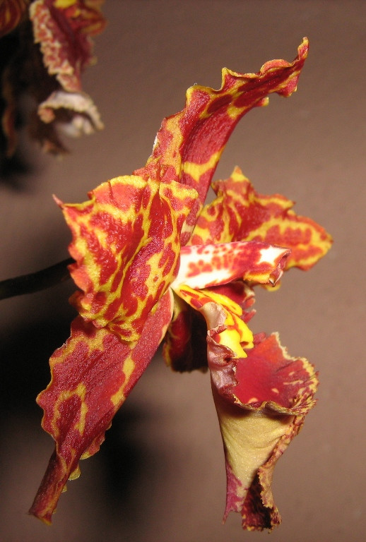 Colmanara "Wild Cat"