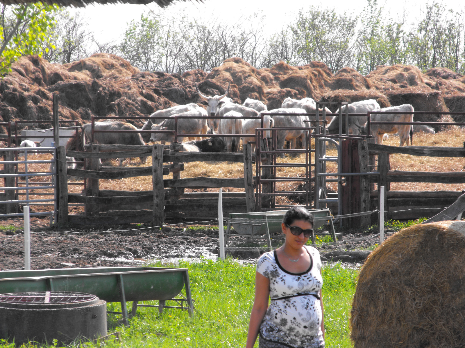 fertőd farm