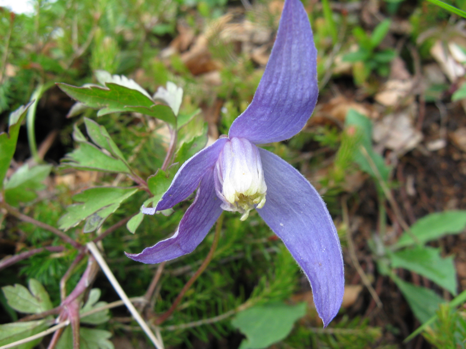 Havasi iszalag Clematis alpina2