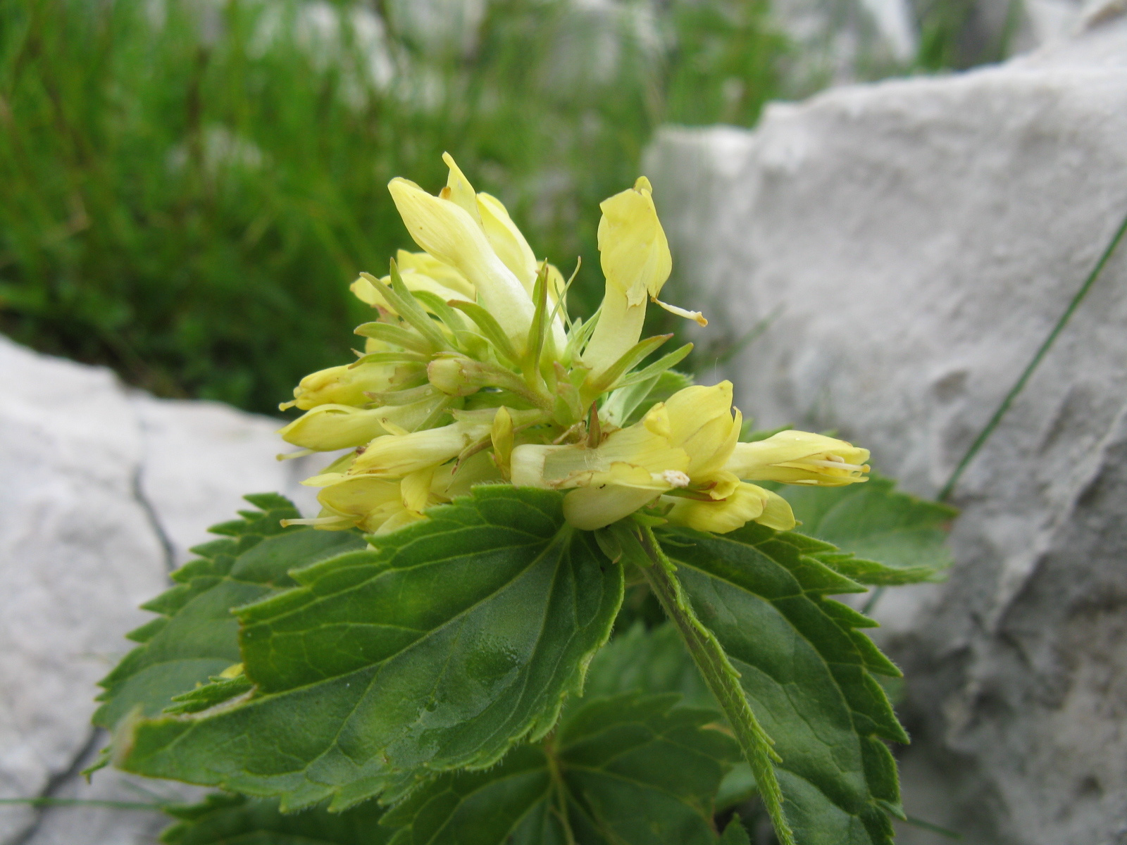 Paederota lutea