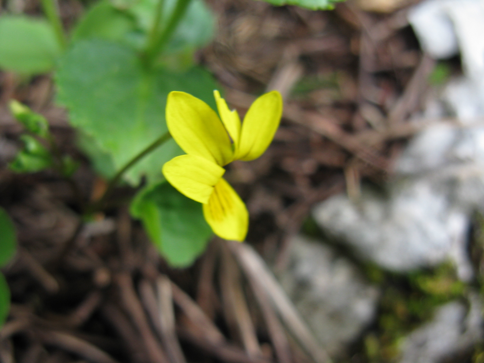 Sárga ibolya Viola biflora