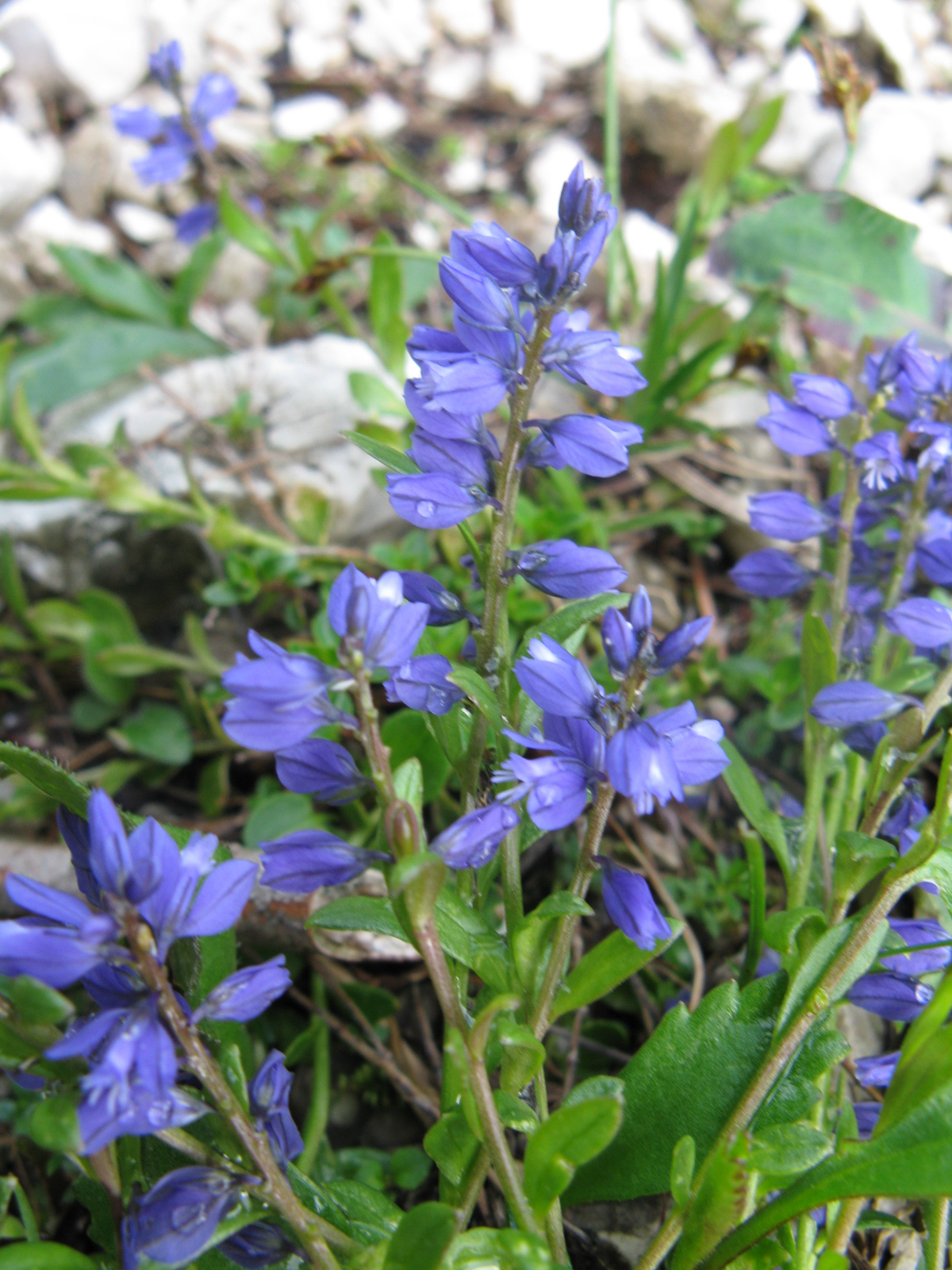 Üstökös pacsirtafű Polygala comosa