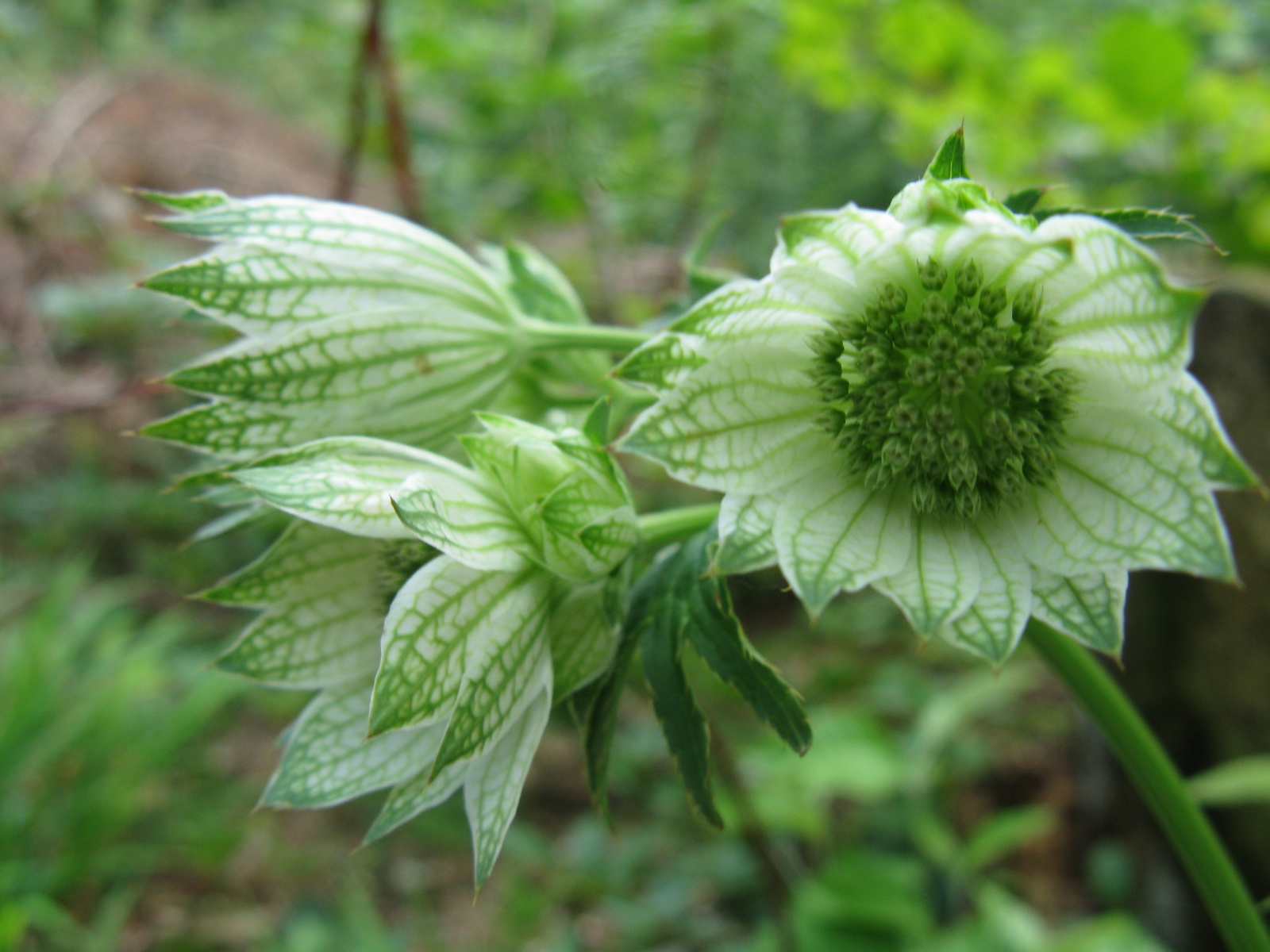 Völgycsillag Astrantia major1