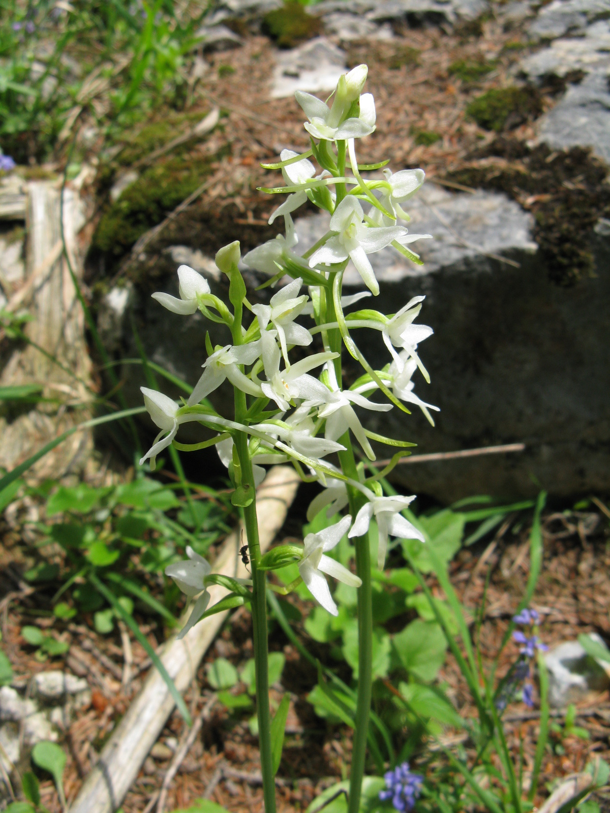 Zöldes sarkvirág Plathanthera chlorantha