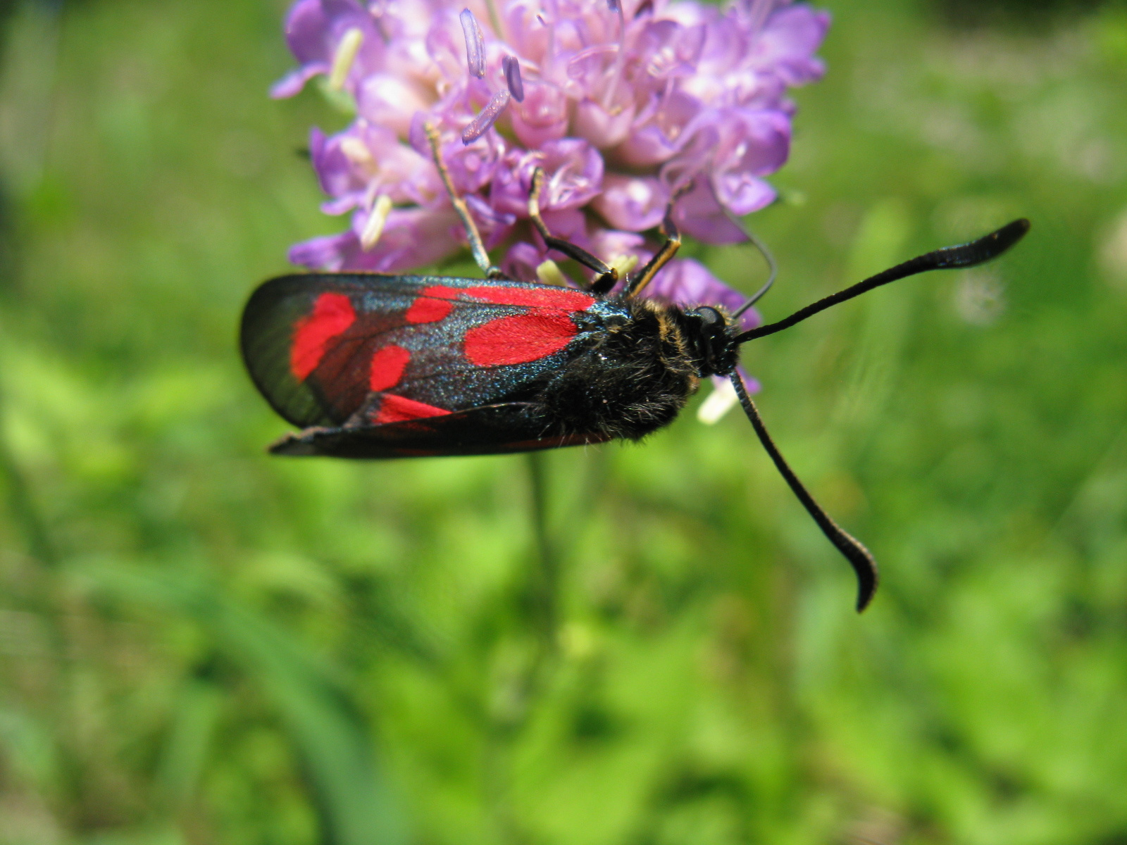 Alhavasi csüngőlepke Zygaena transalpina