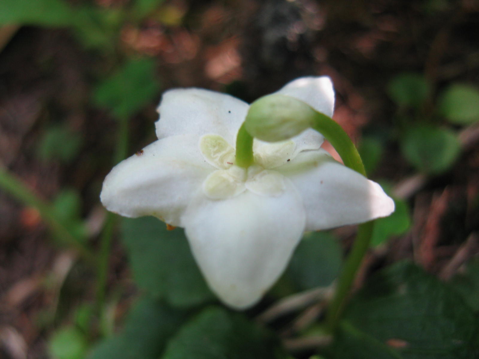 Egyvirágú körtike Moneses uniflora