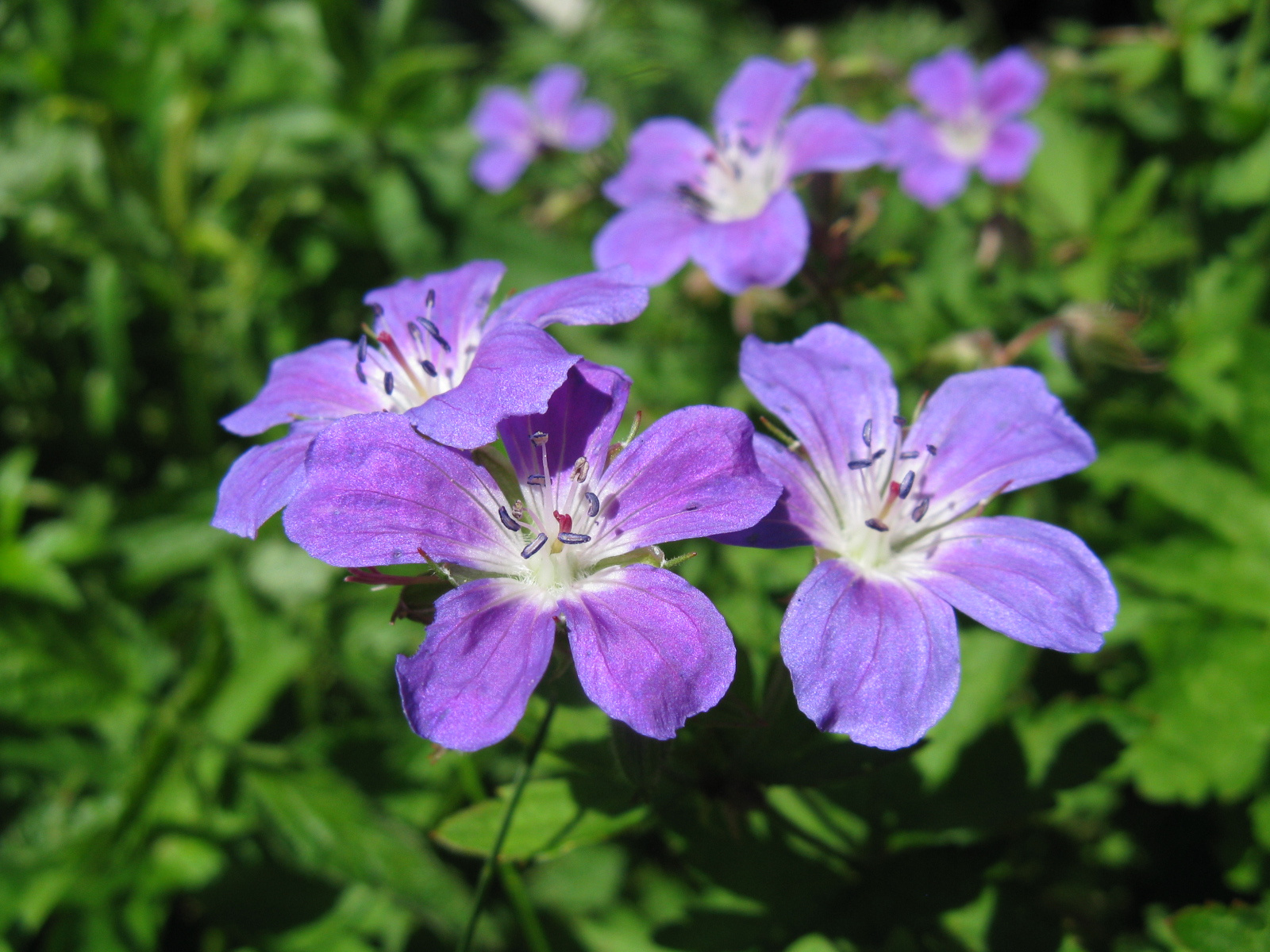 Erdei Gólyaorr Geranium sylvaticum