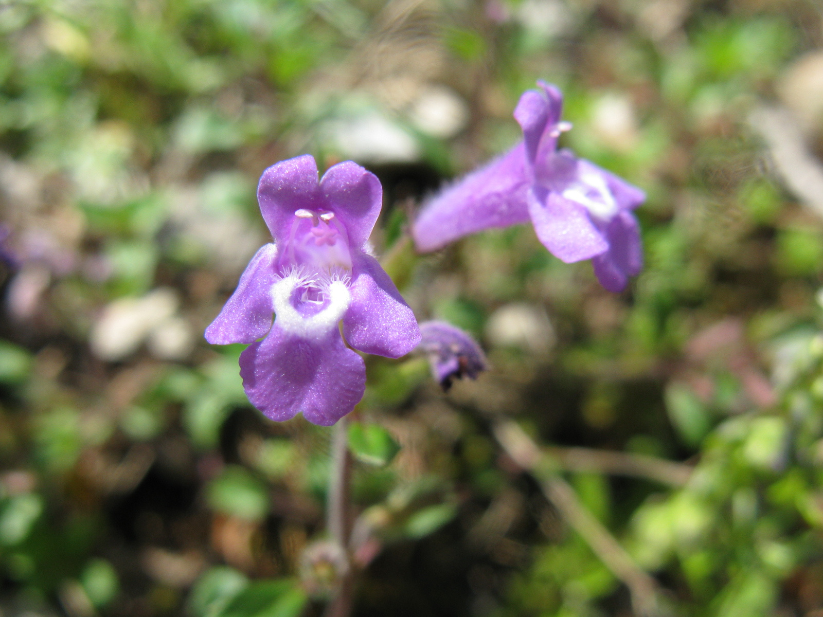 Erdei pereszlény Calamintha sylvatica